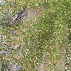 Grevillea sp. at Acton, ACT - 18 Aug 2022 12:05 PM