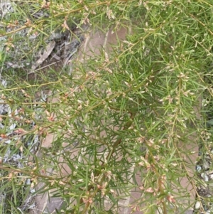 Grevillea sp. at Acton, ACT - 18 Aug 2022