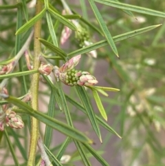 Grevillea sp. at Acton, ACT - 18 Aug 2022