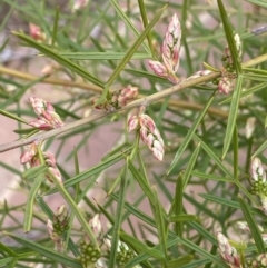 Grevillea sp. at Acton, ACT - 18 Aug 2022 12:05 PM