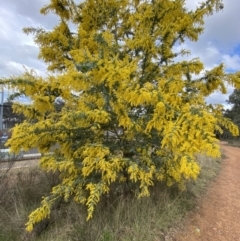 Acacia baileyana (Cootamundra Wattle, Golden Mimosa) at Black Mountain - 18 Aug 2022 by Ned_Johnston