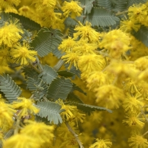 Acacia baileyana at Acton, ACT - 18 Aug 2022