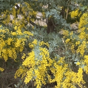 Acacia baileyana at Acton, ACT - 18 Aug 2022