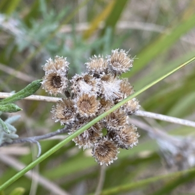 Chrysocephalum semipapposum (Clustered Everlasting) at Black Mountain - 18 Aug 2022 by Ned_Johnston