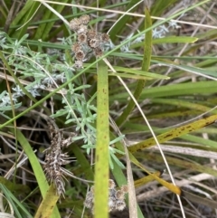 Chrysocephalum semipapposum at Acton, ACT - 18 Aug 2022