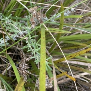 Chrysocephalum semipapposum at Acton, ACT - 18 Aug 2022