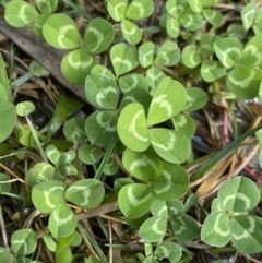 Trifolium repens (White Clover) at Acton, ACT - 18 Aug 2022 by NedJohnston