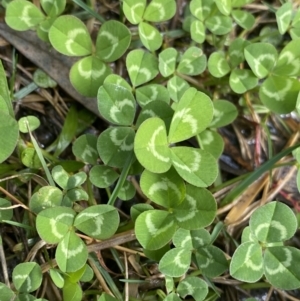 Trifolium repens at Acton, ACT - 18 Aug 2022