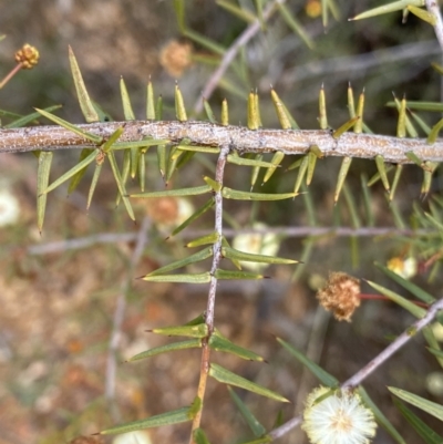 Acacia ulicifolia (Prickly Moses) at Black Mountain - 18 Aug 2022 by Ned_Johnston