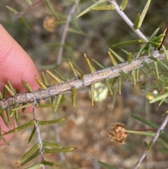 Acacia ulicifolia at O'Connor, ACT - 18 Aug 2022 11:42 AM