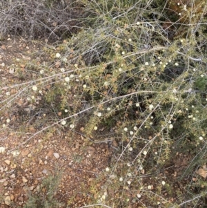 Acacia ulicifolia at O'Connor, ACT - 18 Aug 2022 11:42 AM