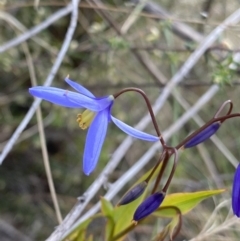 Stypandra glauca (Nodding Blue Lily) at Black Mountain - 18 Aug 2022 by Ned_Johnston