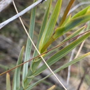 Stypandra glauca at O'Connor, ACT - 18 Aug 2022