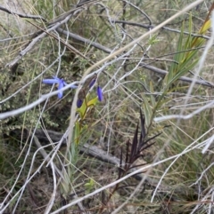 Stypandra glauca at O'Connor, ACT - 18 Aug 2022