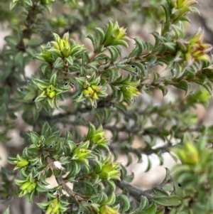 Pultenaea procumbens at Bruce, ACT - 18 Aug 2022 11:23 AM