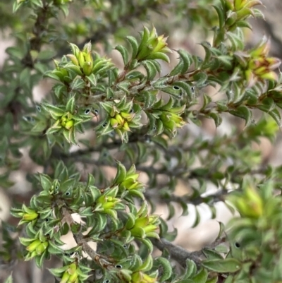 Pultenaea procumbens (Bush Pea) at Bruce, ACT - 18 Aug 2022 by NedJohnston