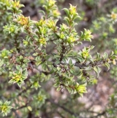 Pultenaea procumbens at Bruce, ACT - 18 Aug 2022