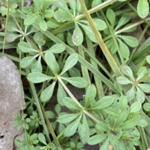 Galium aparine at Aranda, ACT - 18 Aug 2022