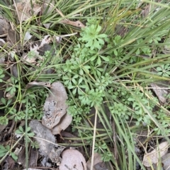 Galium aparine at Aranda, ACT - 18 Aug 2022 11:09 AM