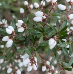 Cryptandra amara (Bitter Cryptandra) at Aranda, ACT - 18 Aug 2022 by NedJohnston