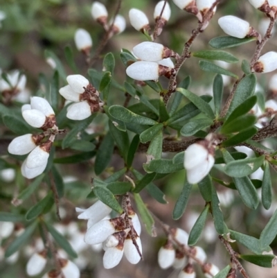 Cryptandra amara (Bitter Cryptandra) at Aranda, ACT - 18 Aug 2022 by NedJohnston