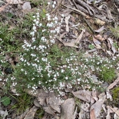 Cryptandra amara at Aranda, ACT - 18 Aug 2022