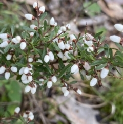 Cryptandra amara at Aranda, ACT - 18 Aug 2022