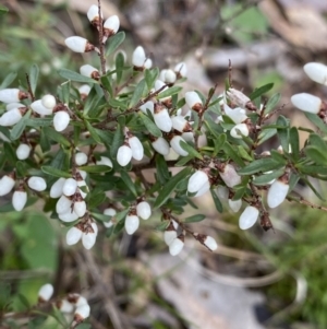 Cryptandra amara at Aranda, ACT - 18 Aug 2022