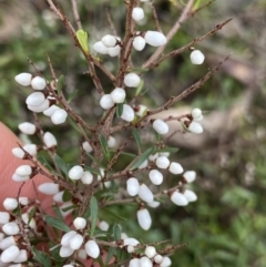 Cryptandra amara at Aranda, ACT - 18 Aug 2022