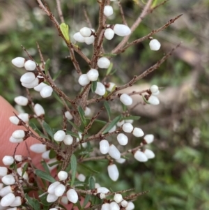 Cryptandra amara at Aranda, ACT - 18 Aug 2022