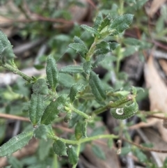 Gonocarpus tetragynus (Common Raspwort) at Black Mountain - 18 Aug 2022 by Ned_Johnston