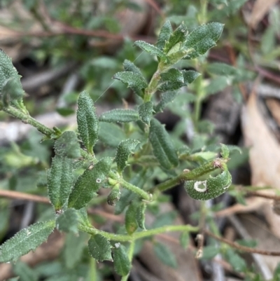 Gonocarpus tetragynus (Common Raspwort) at Black Mountain - 18 Aug 2022 by Ned_Johnston