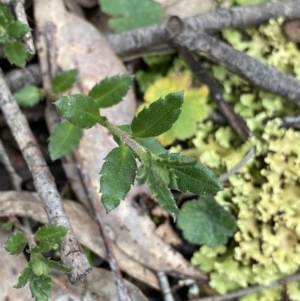 Gonocarpus tetragynus at Aranda, ACT - 18 Aug 2022