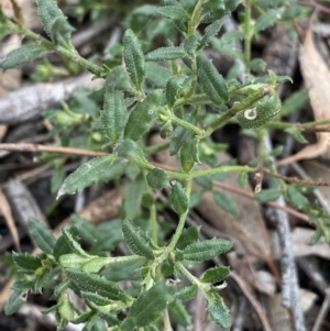 Gonocarpus tetragynus at Aranda, ACT - 18 Aug 2022