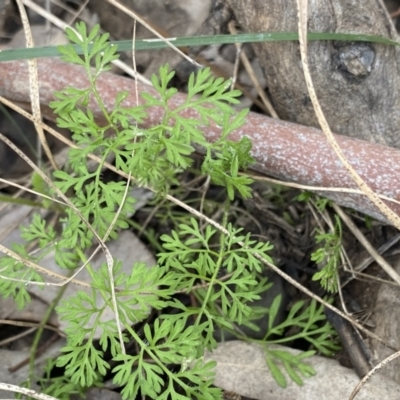 Daucus glochidiatus (Australian Carrot) at Black Mountain - 18 Aug 2022 by Ned_Johnston