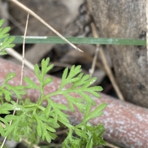 Daucus glochidiatus at Aranda, ACT - 18 Aug 2022