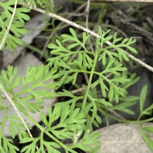 Daucus glochidiatus at Aranda, ACT - 18 Aug 2022