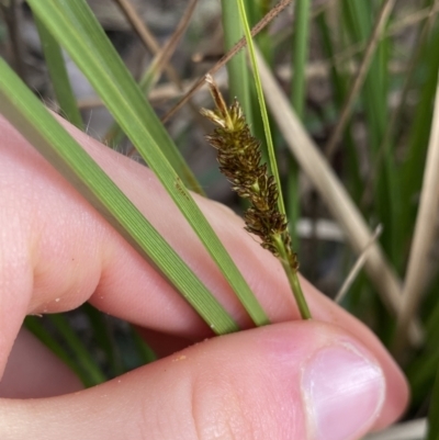 Carex appressa (Tall Sedge) at Black Mountain - 18 Aug 2022 by Ned_Johnston