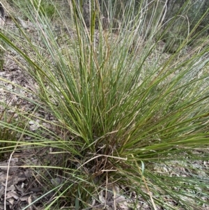 Carex appressa at Aranda, ACT - 18 Aug 2022