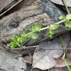 Lysimachia arvensis (Scarlet Pimpernel) at Aranda, ACT - 18 Aug 2022 by Ned_Johnston