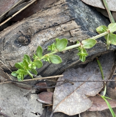 Lysimachia arvensis (Scarlet Pimpernel) at Aranda, ACT - 18 Aug 2022 by Ned_Johnston