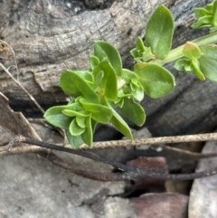 Lysimachia arvensis at Aranda, ACT - 18 Aug 2022