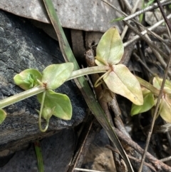 Lysimachia arvensis at Aranda, ACT - 18 Aug 2022