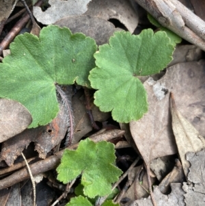 Hydrocotyle laxiflora at Aranda, ACT - 18 Aug 2022