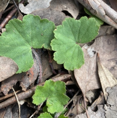 Hydrocotyle laxiflora (Stinking Pennywort) at Aranda, ACT - 18 Aug 2022 by NedJohnston