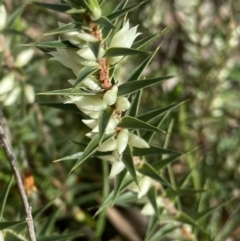 Melichrus urceolatus (Urn Heath) at Aranda, ACT - 18 Aug 2022 by NedJohnston