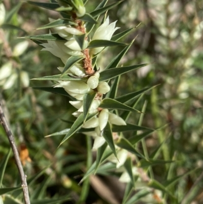 Melichrus urceolatus (Urn Heath) at Black Mountain - 18 Aug 2022 by Ned_Johnston