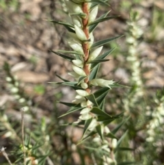 Melichrus urceolatus at Aranda, ACT - 18 Aug 2022