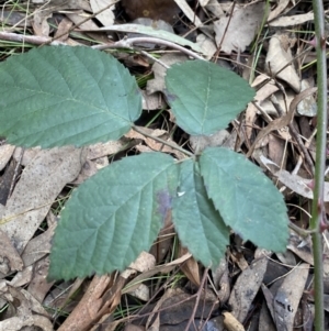 Rubus anglocandicans at Aranda, ACT - 18 Aug 2022