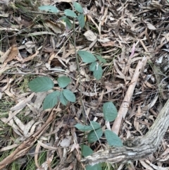 Rubus anglocandicans at Aranda, ACT - 18 Aug 2022